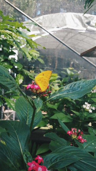 Kuranda butterfly sanctuary
